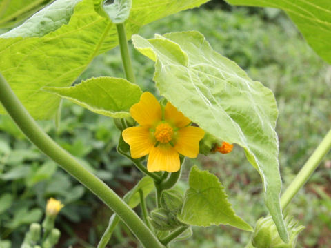 Abutilon avicennae