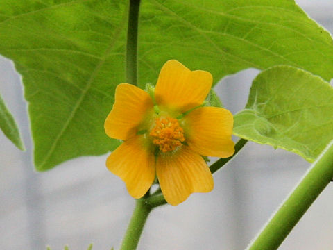 Abutilon avicennae