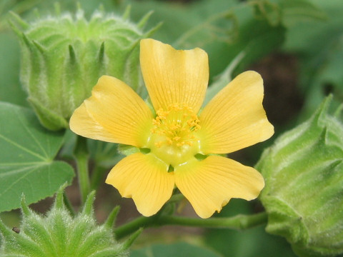 Abutilon avicennae