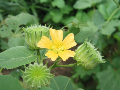 Abutilon avicennae