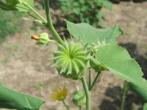 Abutilon avicennae