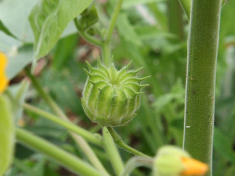 Abutilon avicennae