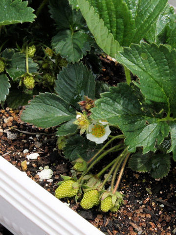 Fragaria grandiflora