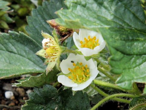 Fragaria grandiflora