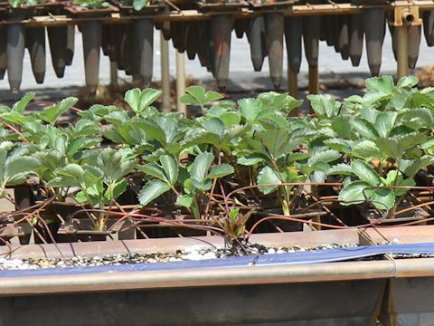 Fragaria grandiflora