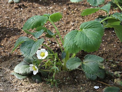 Fragaria grandiflora