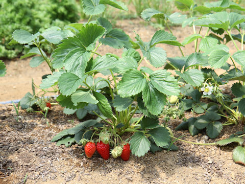 Fragaria grandiflora