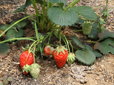 Fragaria grandiflora