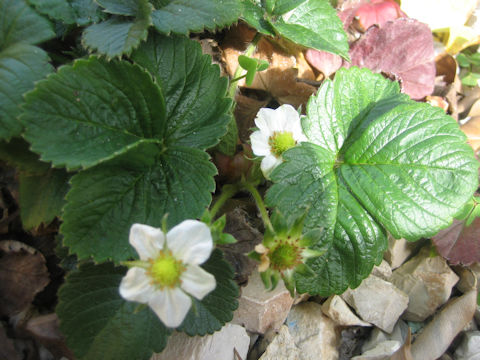 Fragaria grandiflora