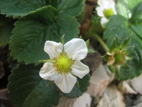 Fragaria grandiflora