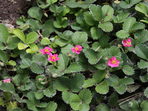 Fragaria grandiflora cv. Red Ruby