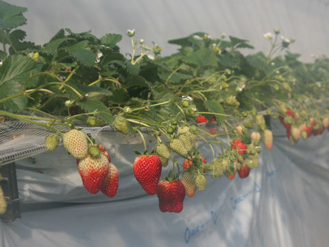 Fragaria grandiflora cv. Niko niko berry