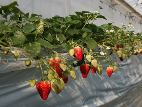 Fragaria grandiflora cv. Niko niko berry