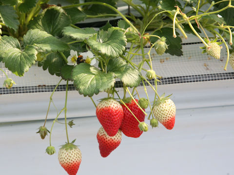 Fragaria grandiflora cv. Tochiotome