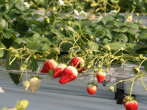 Fragaria grandiflora cv. Tochiotome