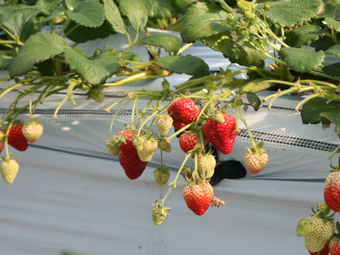 Fragaria grandiflora cv. Moikko