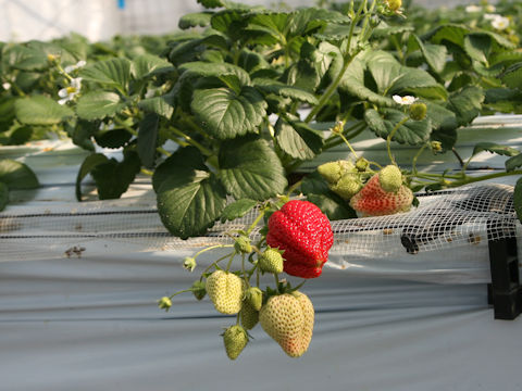 Fragaria grandiflora cv. Moikko