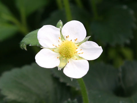 Fragaria grandiflora cv. Niko niko berry