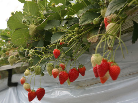 Fragaria grandiflora cv. Niko niko berry