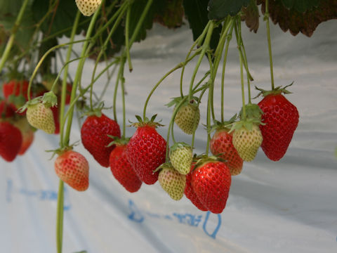 Fragaria grandiflora cv. Niko niko berry