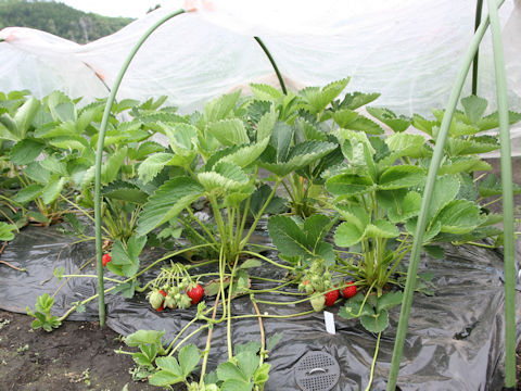 Fragaria grandiflora cv. Tokyo Ohisama berry