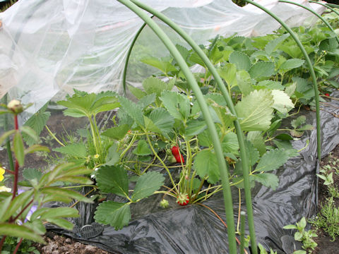 Fragaria grandiflora cv. Yotsuboshi