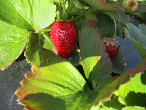 Fragaria grandiflora