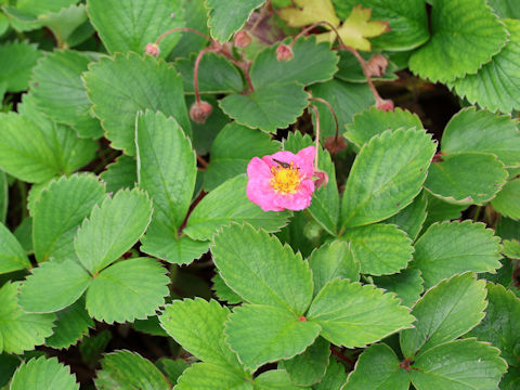 Fragaria grandiflora cv. Pink Panda