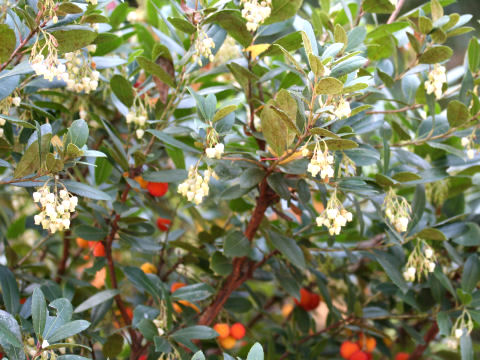 Arbutus unedo