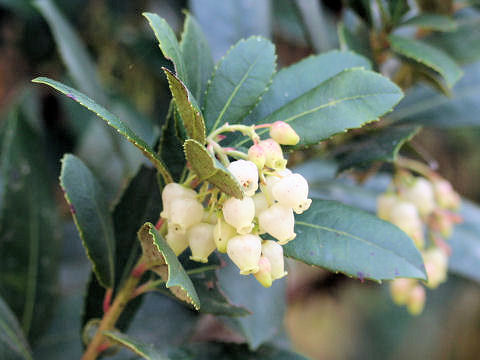 Arbutus unedo