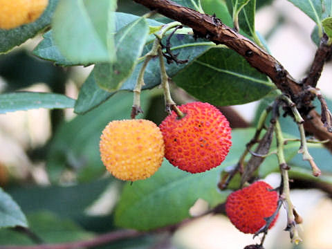 Arbutus unedo