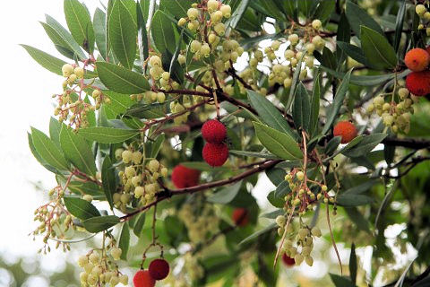 Arbutus unedo