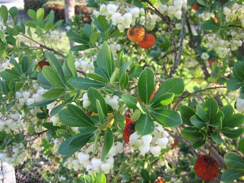 Arbutus unedo