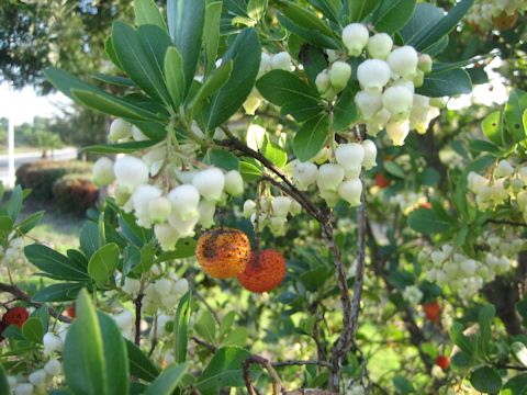 Arbutus unedo