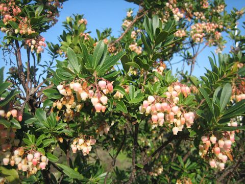 Arbutus unedo