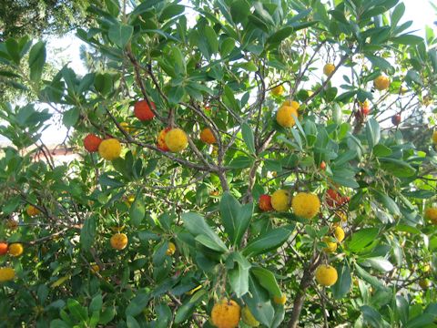 Arbutus unedo