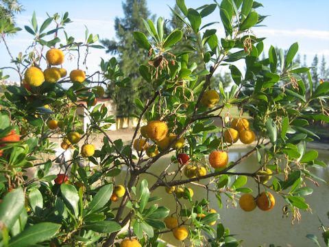 Arbutus unedo