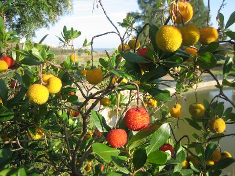 Arbutus unedo