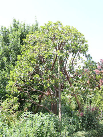 Arbutus unedo