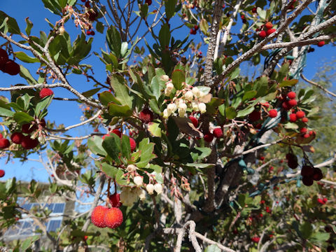 Arbutus unedo