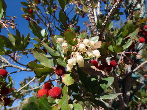 Arbutus unedo