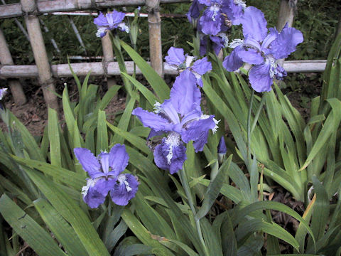 Iris tectorum