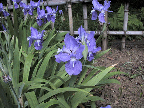 Iris tectorum