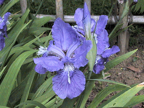 Iris tectorum