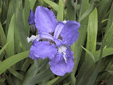 Iris tectorum