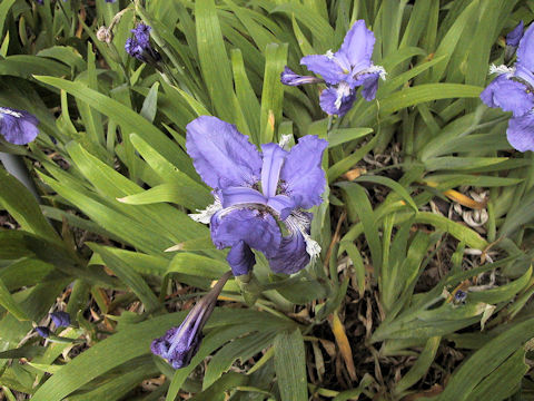 Iris tectorum