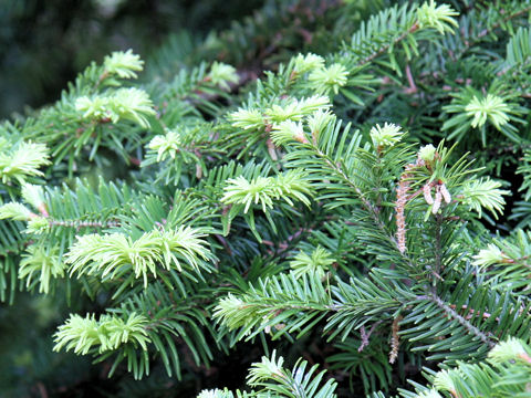 Taxus cuspidata