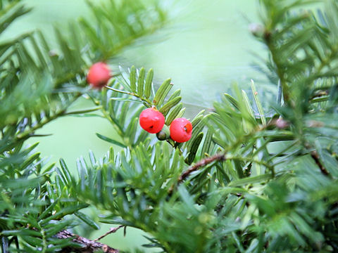 Taxus cuspidata