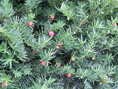 Taxus cuspidata