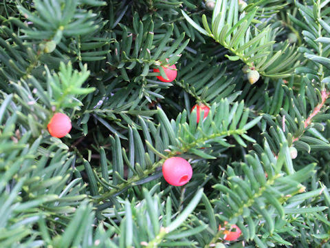 Taxus cuspidata